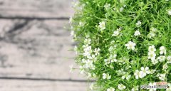 满天星花语的意义与传承，体现在美丽与祝福之间 满天星的花语-美丽与祝福