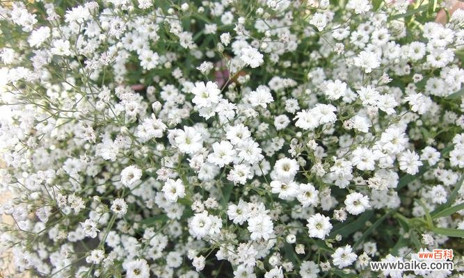 满天星花语的传达与内涵,以及满天星的象征意义 满天星的花语与象征意义——美好与纯洁的代表