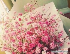 满天星花语的传达与内涵，以及满天星的象征意义 满天星的花语与象征意义——美好与纯洁的