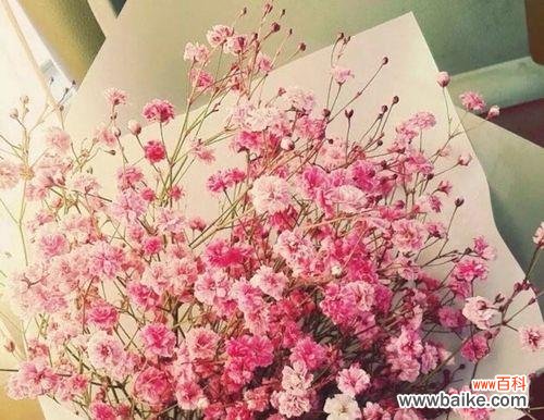 满天星花语的传达与内涵,以及满天星的象征意义 满天星的花语与象征意义——美好与纯洁的代表