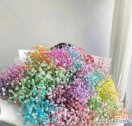 用满天星诉说爱情的美丽故事 满天星的浪漫花语