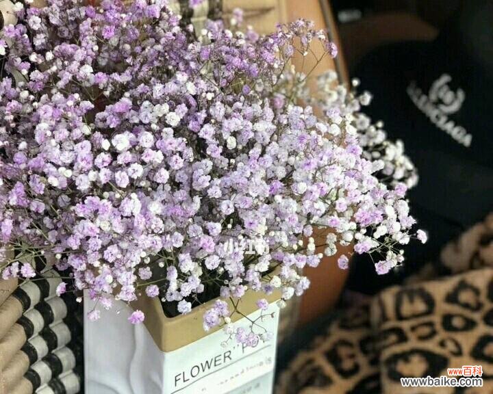 用满天星诉说爱情的美丽故事 满天星的浪漫花语