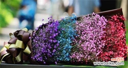 揭示满天星花语的丰富内涵 满天星花语的颜色与寓意