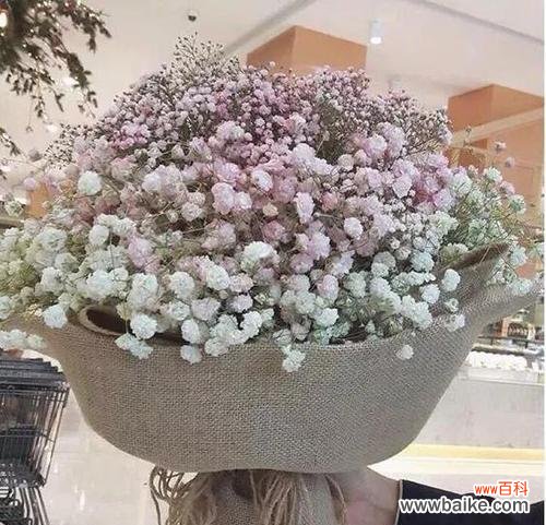 探寻满天星的含义和传达的情感 满天星花语