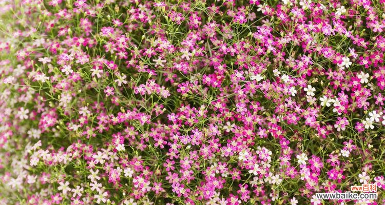 探究满天星的真正花语及其背后的寓意 满天星花语