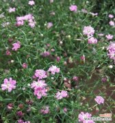 美丽花语花开如星花海盛世 满天星的寓意与象征之美