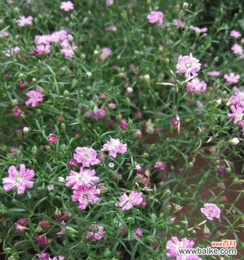 美丽花语花开如星花海盛世 满天星的寓意与象征之美