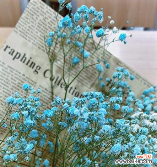 美丽花语花开如星花海盛世 满天星的寓意与象征之美