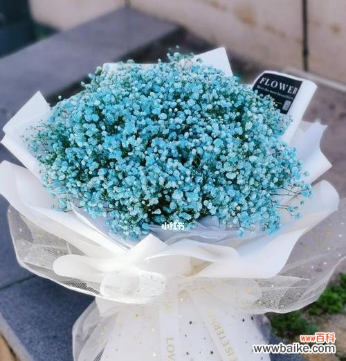 探索满天星的浪漫与神秘 满天星花语的深刻含义与象征