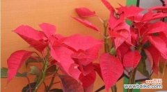 探寻一品红花语 一品红花语之美——传递爱与希望的花朵