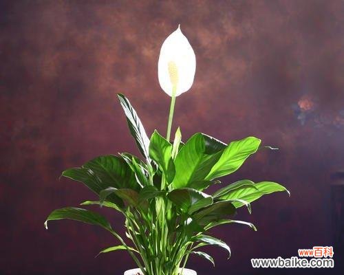 顺风顺水 以一帆风顺花的寓意