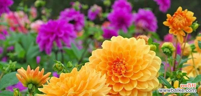 美丽花卉背后的深刻寓意及其象征意义 常见花卉的寓意与象征意义