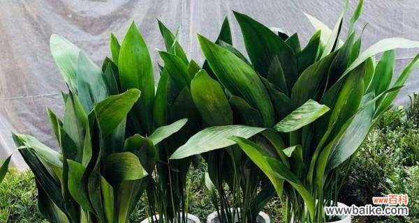 一叶兰花语的深层含义及其传递的积极力量 一叶兰花语