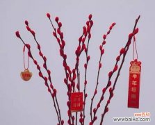 揭示银柳花的美丽神秘之处 银柳花的寓意与象征