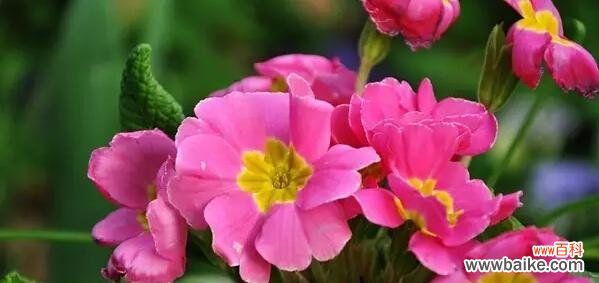 美丽而短暂的樱花草 樱花草的花语与意义