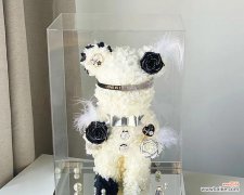 永生花暴力熊的花语有哪些？