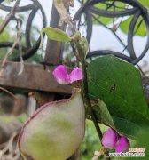 梅豆花的花语有何含义？它象征着什么？