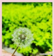 彩虹蒲公英的花语有何寓意？它象征着什么？