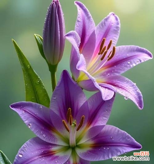 童年百合的花语是什么?百合花如何代表纯洁与回忆?