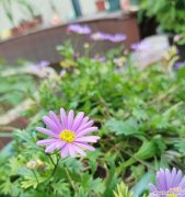 哪种花的花语意味着永不说谎？永不说谎的花语是什么？