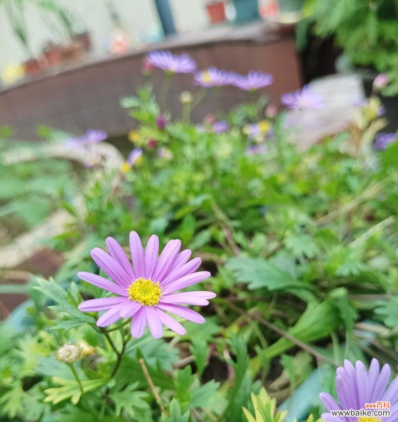 哪种花的花语意味着永不说谎？永不说谎的花语是什么？