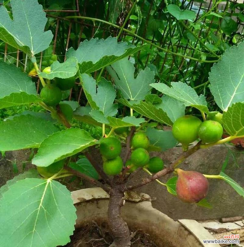 无花果的花语是什么?无花果的花有何特别寓意?