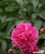 无花果的花语是什么？无花果的花有何特别寓意？