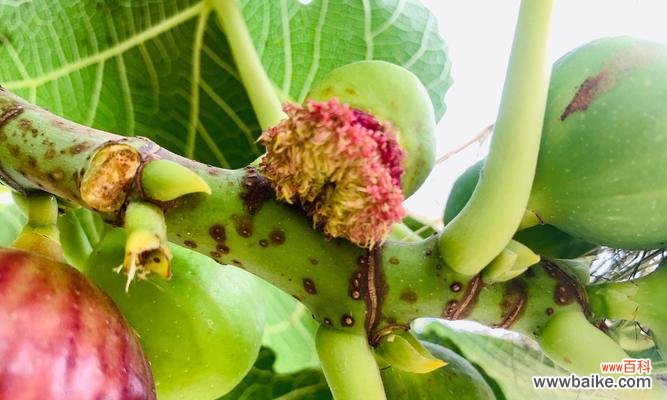 无花果的花语是什么?无花果的花有何特别寓意?