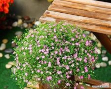 探寻满天星花的深刻含义与象征 满天星花语