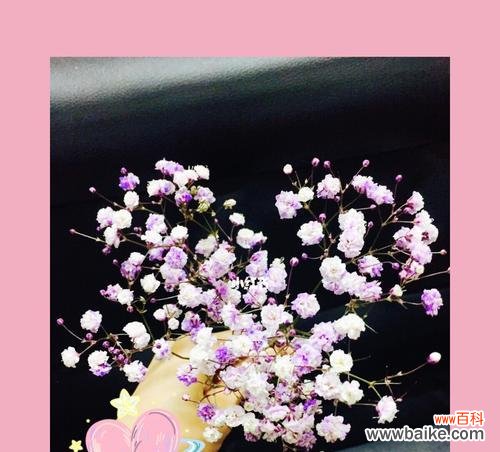 揭开满天星花的神秘面纱，探寻其隽永花语 满天星花语的深刻含义与象征