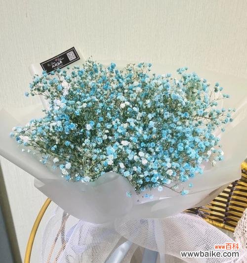 探寻满天星的花语和奥秘 满天星的美丽与寓意