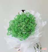 探寻满天星花的吉祥寓意与意义 满天星的象征与寓意