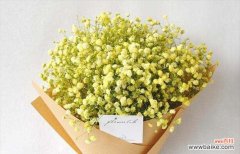 星光璀璨绚丽多彩 满天星之美——寓意与诠释