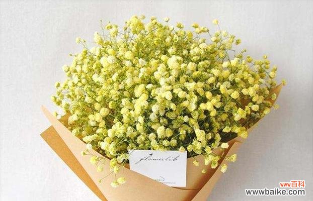 星光璀璨绚丽多彩 满天星之美——寓意与诠释