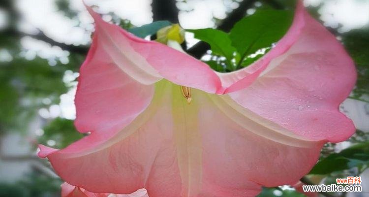 解密曼陀罗的花语与象征意义 曼陀罗花语