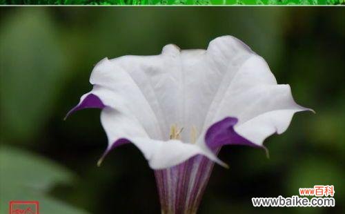 解密曼陀罗的花语与象征意义 曼陀罗花语