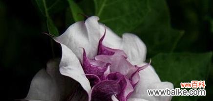 曼陀罗的花语与传说 曼陀罗花语