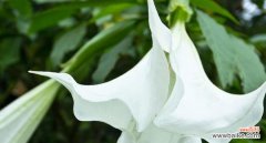 探秘曼陀罗花的象征之旅 曼陀罗花的神秘花语与寓意