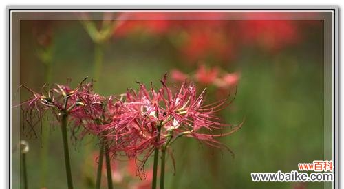 揭秘曼陀罗花的神秘花语与传说 曼陀罗花