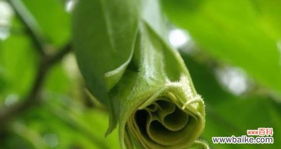 揭秘曼陀罗花的神秘花语与传说 曼陀罗花