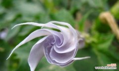 探索曼陀罗花的花语和魅力 曼陀罗花