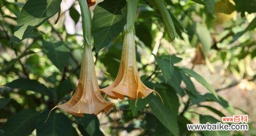 揭示曼陀罗花的寓意与象征，追求内心的平静与净化 曼陀罗花