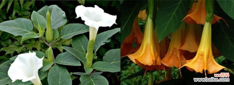 揭示曼陀罗花的寓意与象征，追求内心的平静与净化 曼陀罗花