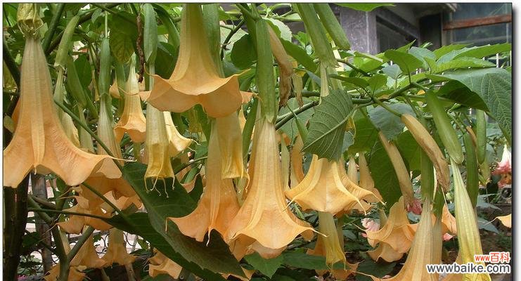 揭示曼陀罗花的寓意与象征，追求内心的平静与净化 曼陀罗花