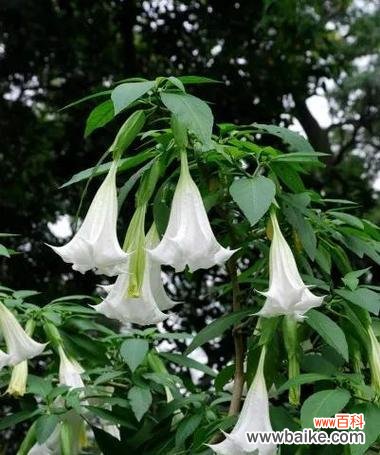 探秘曼陀罗花的起源与象征意义 曼陀罗花的神秘传说与寓意