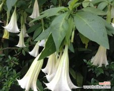 探秘曼陀罗花的起源与象征意义 曼陀罗花的神秘传说与寓意