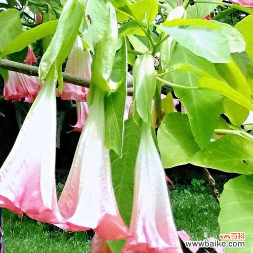 探秘曼陀罗花的起源与象征意义 曼陀罗花的神秘传说与寓意