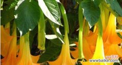 探寻曼陀罗花的神秘之美，解读其内涵与象征 曼陀罗花的花语与寓意