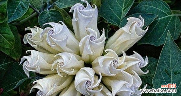 探索曼陀罗花的神秘魅力与隐藏风险 曼陀罗花花语之美丽与危险