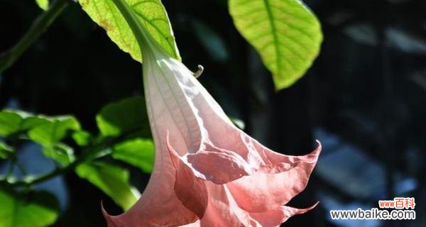 探索曼陀罗花的神秘魅力与隐藏风险 曼陀罗花花语之美丽与危险